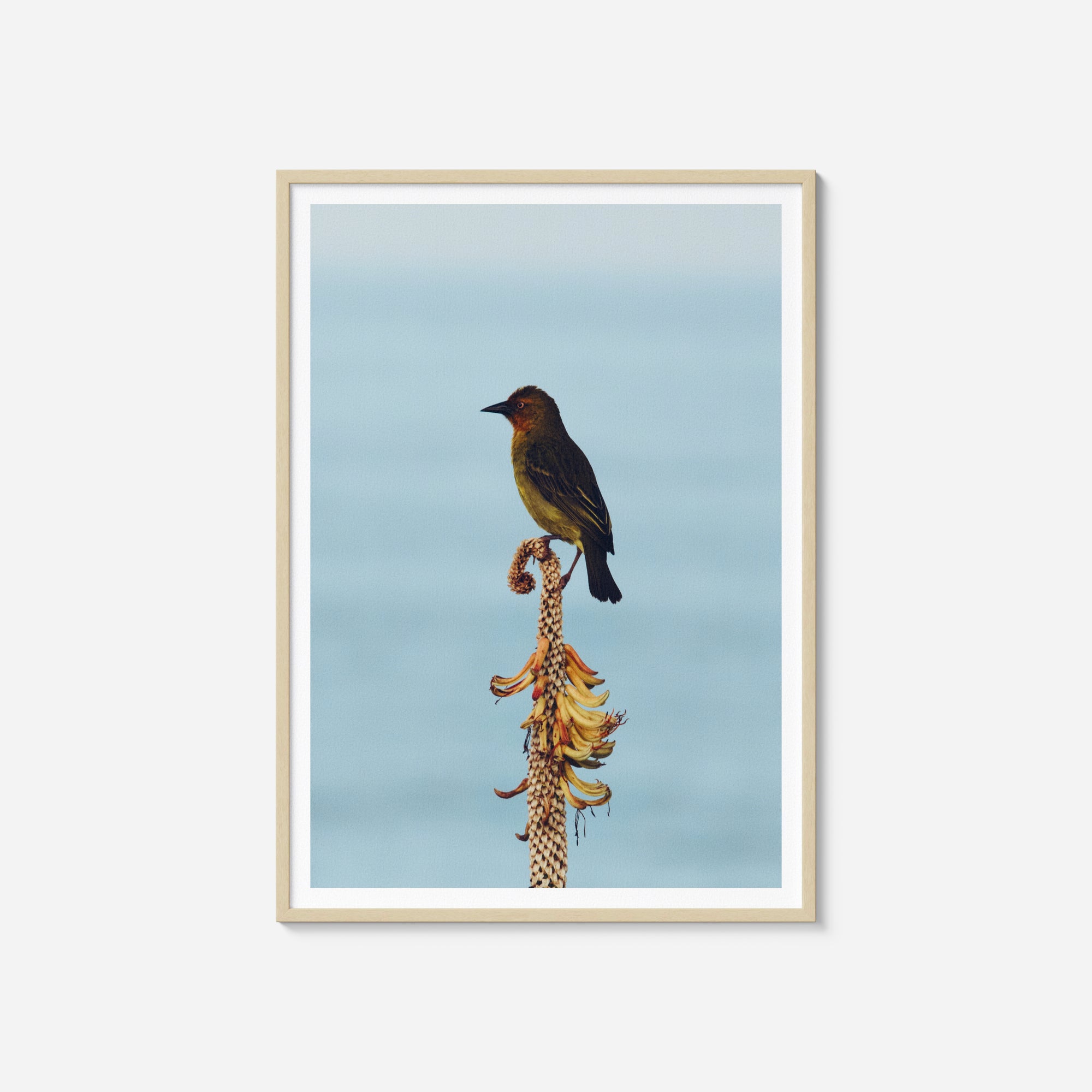 Gazing Weaver